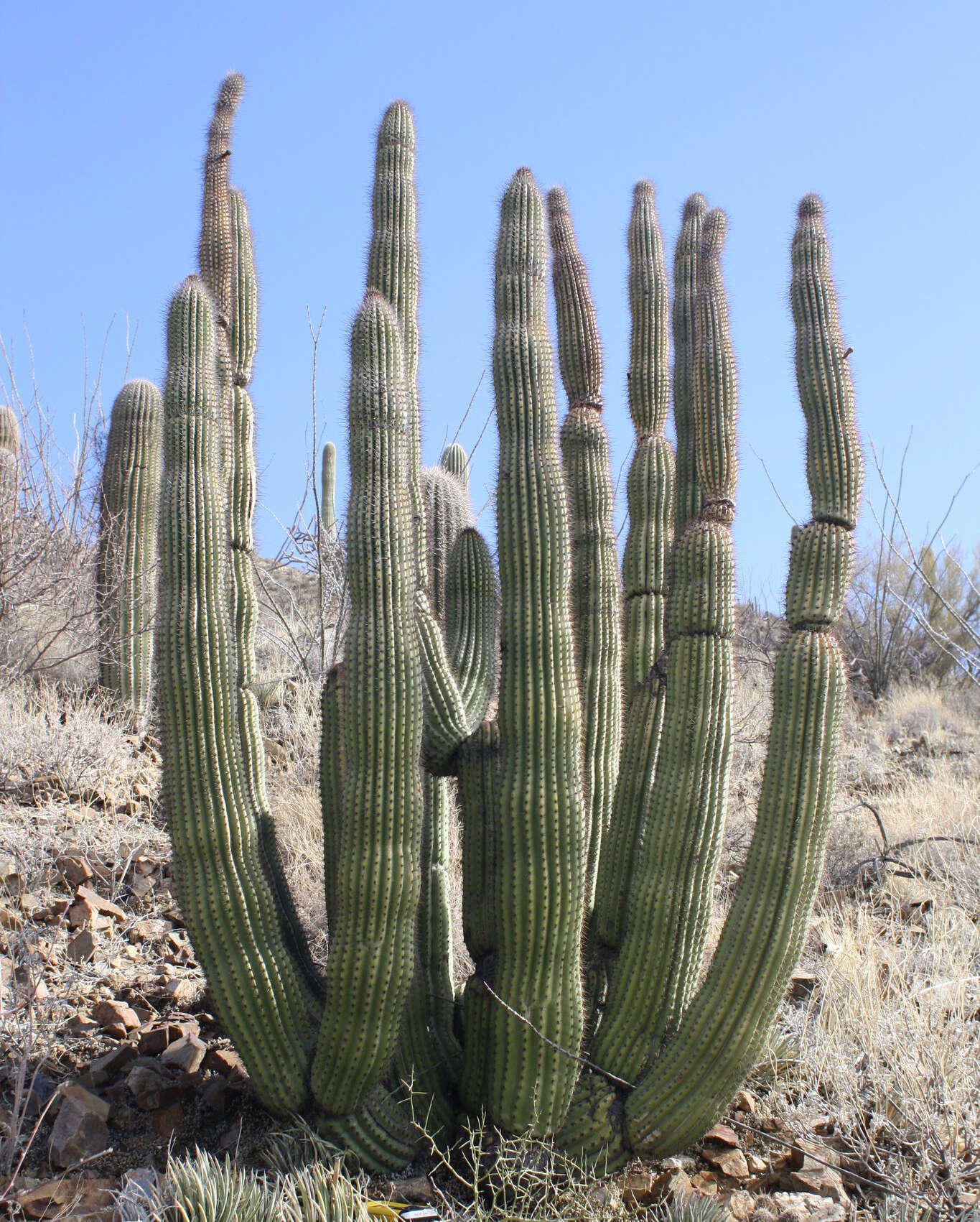 Image of Organ Pipe Cactus