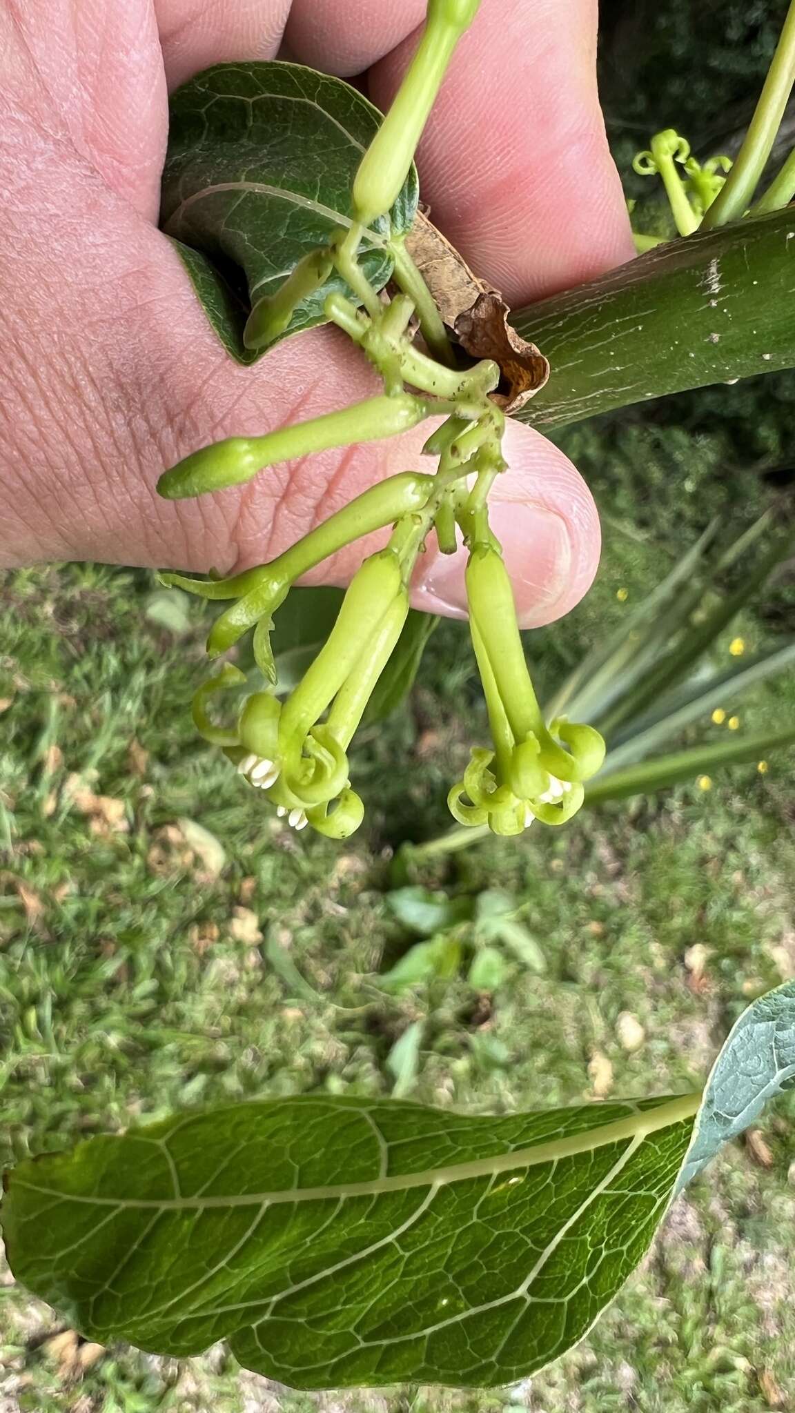 Image of oakleaf carica