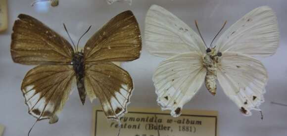 Artipe eryx (Linnaeus 1771) resmi