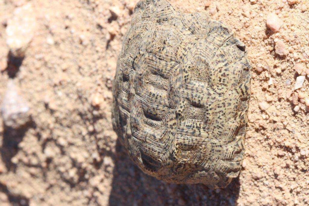 Image of Speckled tortoise