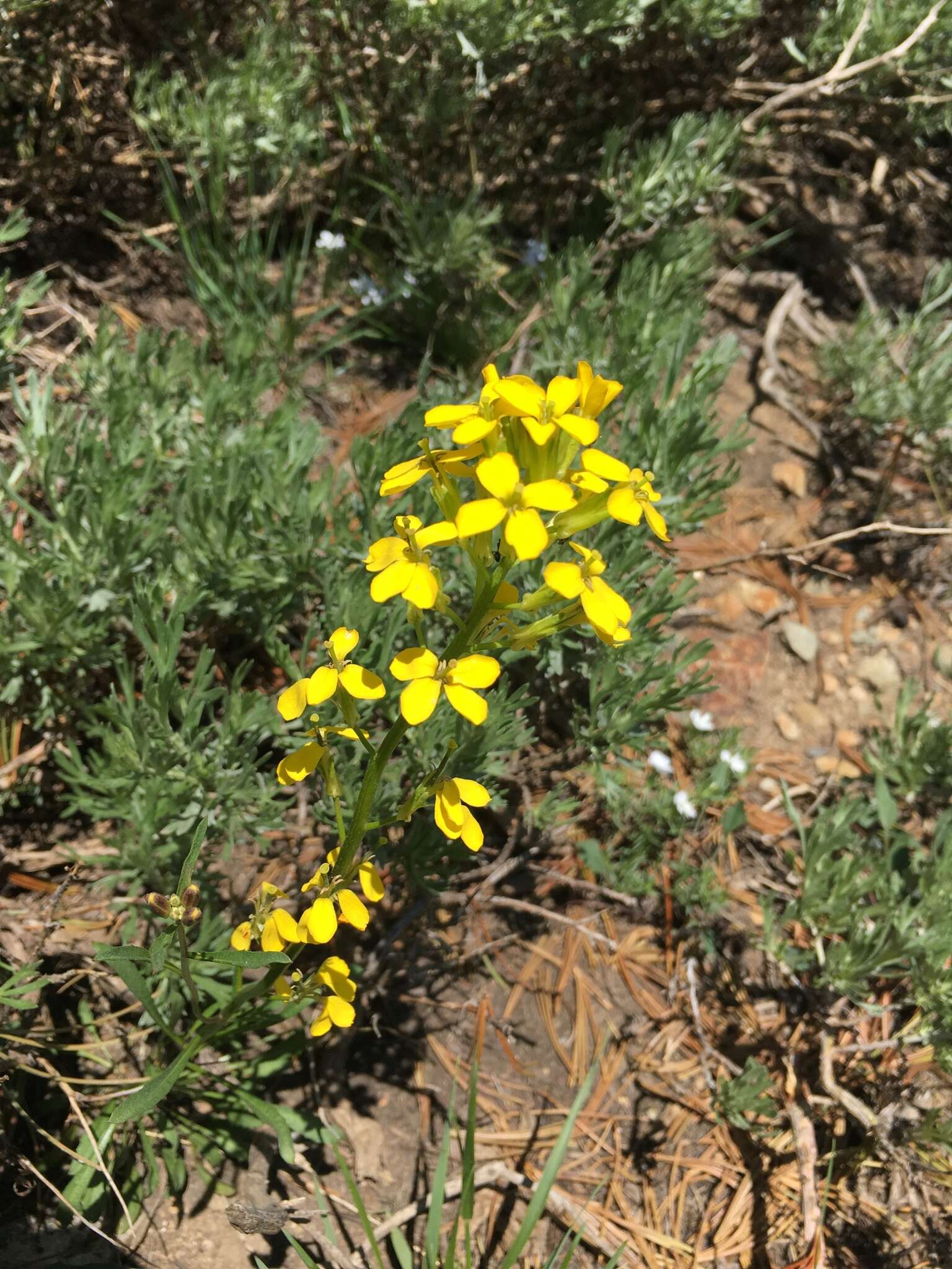 Image of sanddune wallflower