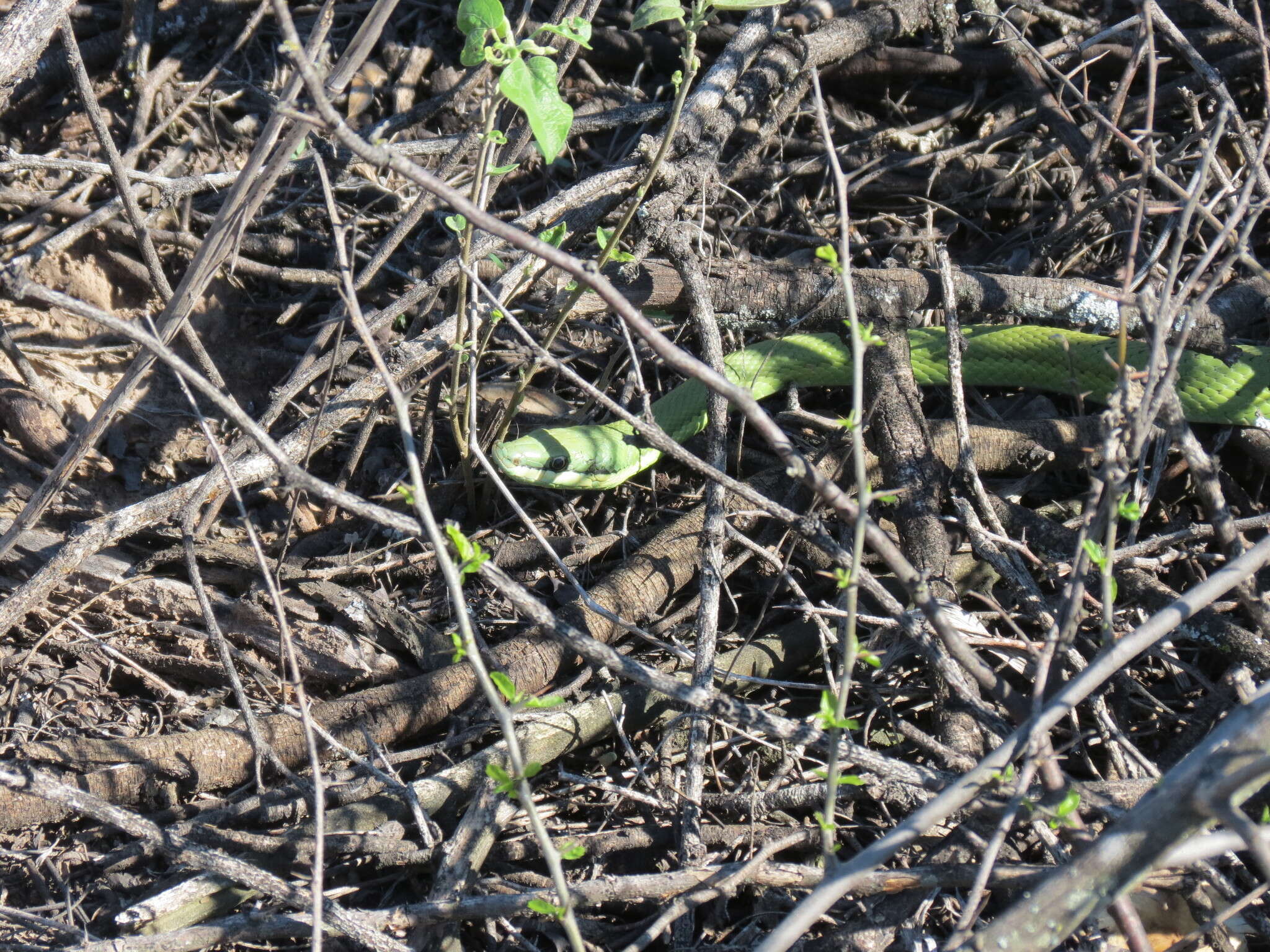 Image of Baron's Green Racer