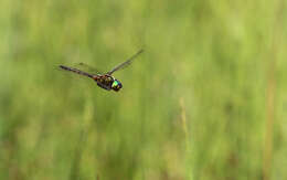 صورة Somatochlora flavomaculata (Vander Linden 1825)