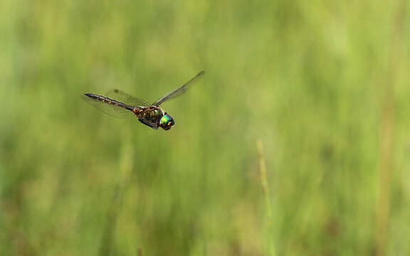 Image of Yellow-spotted Emerald