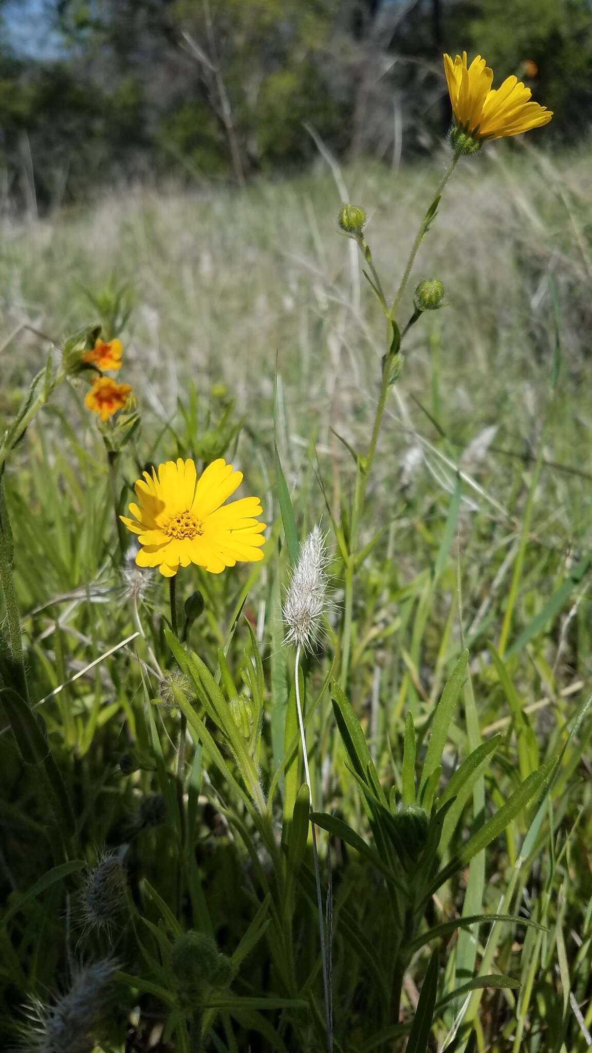 Слика од Madia elegans D. Don