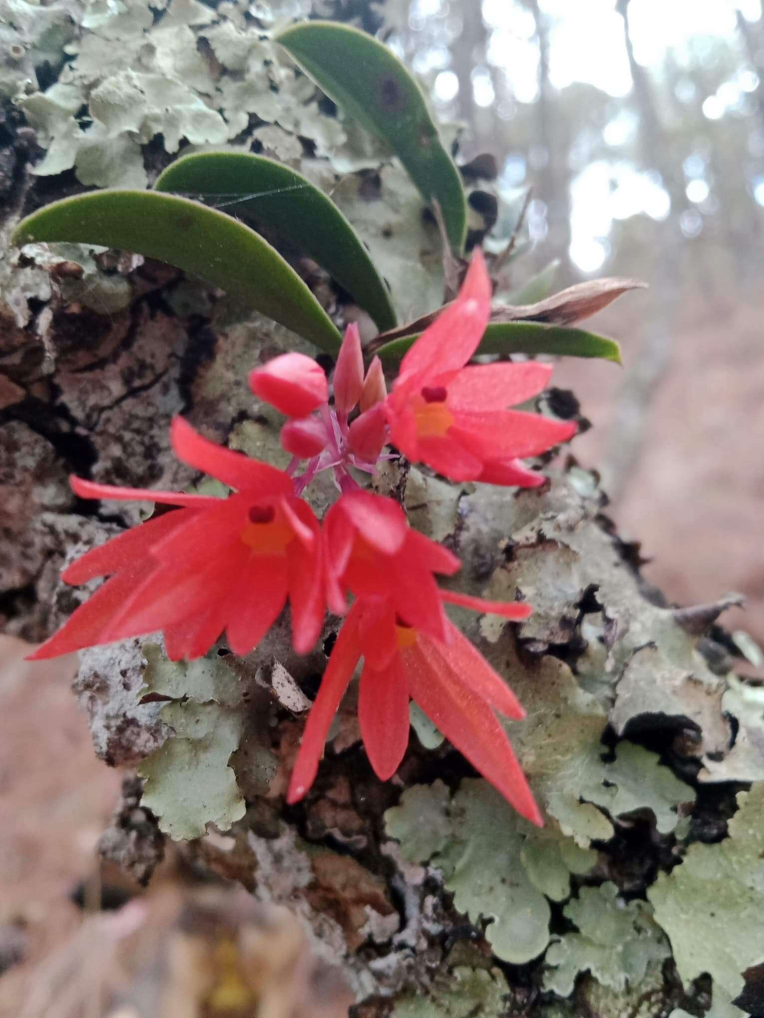 Image of Alamania punicea subsp. greenwoodiana Soto Arenas & R. Jiménez