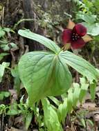 Imagem de Trillium sulcatum T. S. Patrick