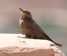 Plancia ëd Monticola solitarius (Linnaeus 1758)