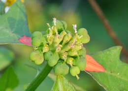 Imagem de Euphorbia heterophylla var. cyathophora (Murray) Griseb.