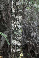 Image of Vernoniopsis caudata (Drake) Humbert