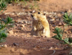 Image de Rat de Sable