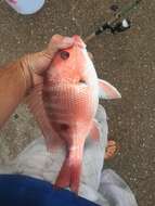 Image of Bream