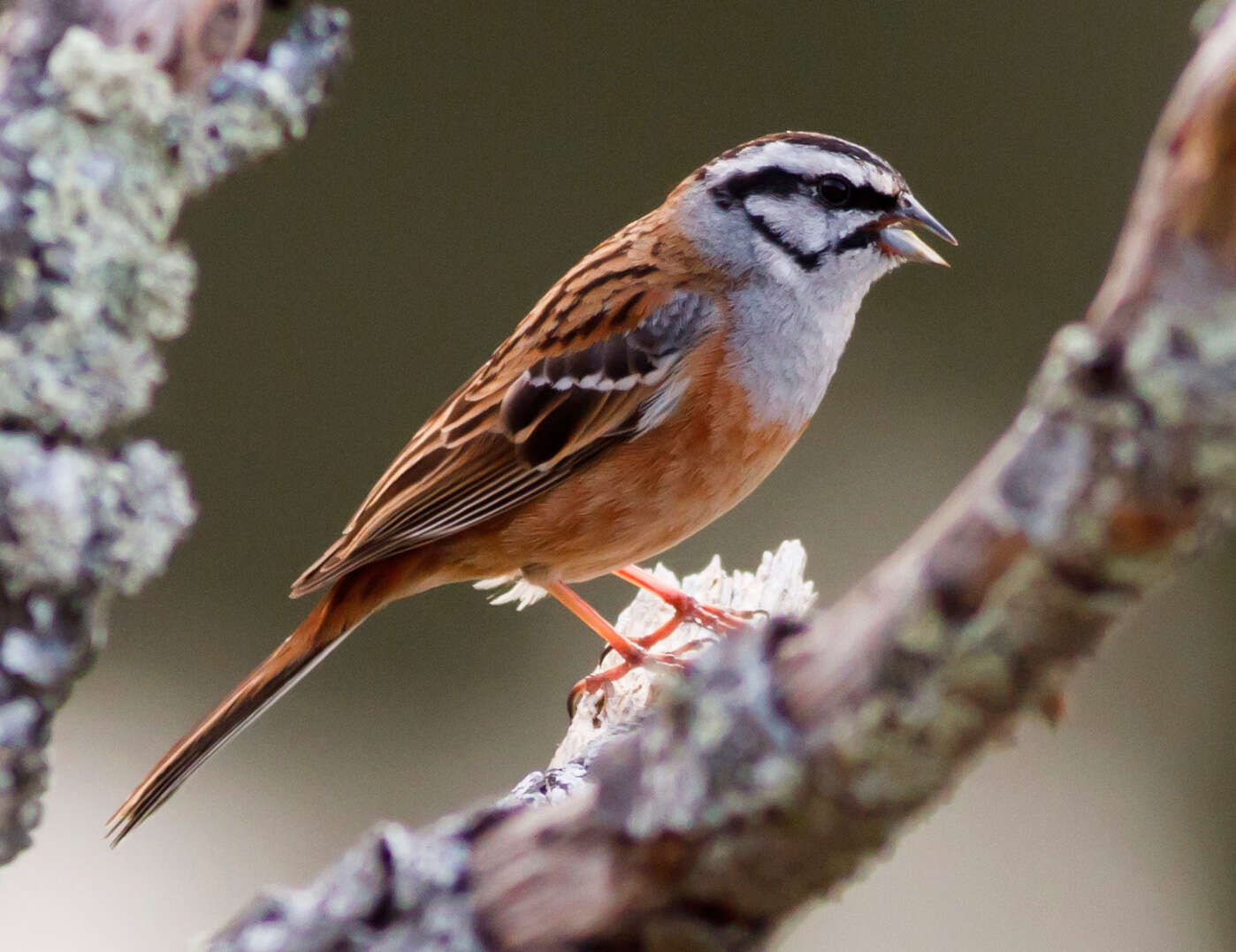 Image of European Rock Bunting