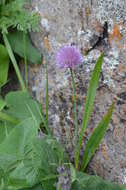 Image of Allium platyspathum Schrenk
