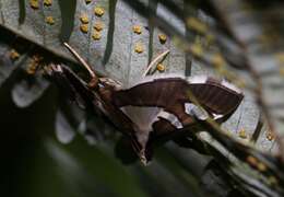 Imagem de Glyphodes bicolor Swainson (1821)