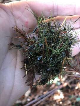 Image of Sonoma tree vole