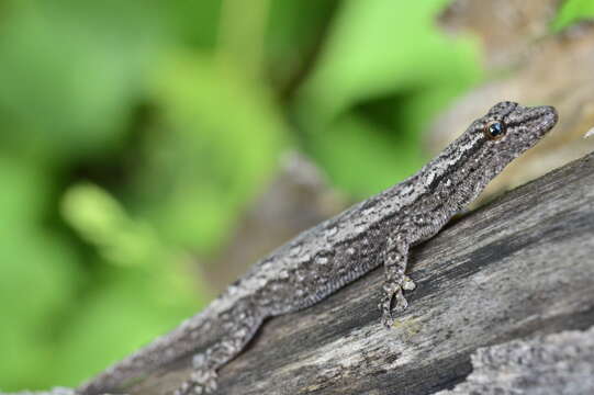 Слика од Lygodactylus klugei (Smith, Martin & Swain 1977)