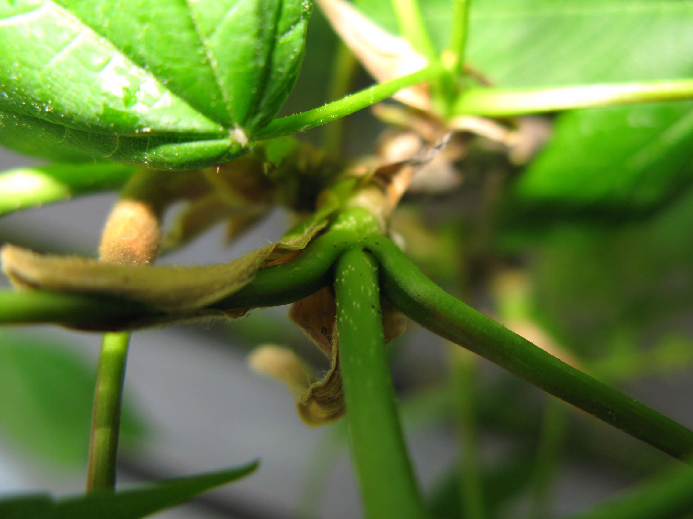 Imagem de Acer pseudoplatanus L.