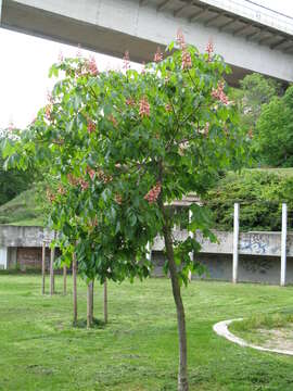 Image of red horse-chestnut