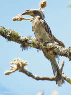 صورة Lophoceros pallidirostris neumanni Reichenow 1894