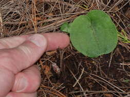 Image of Corybas macranthus (Hook. fil.) Rchb. fil.