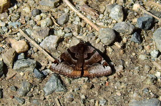 Image of Euclidia ardita Franclemont 1957