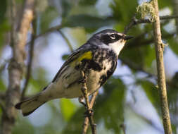 Image of Myrtle Warbler