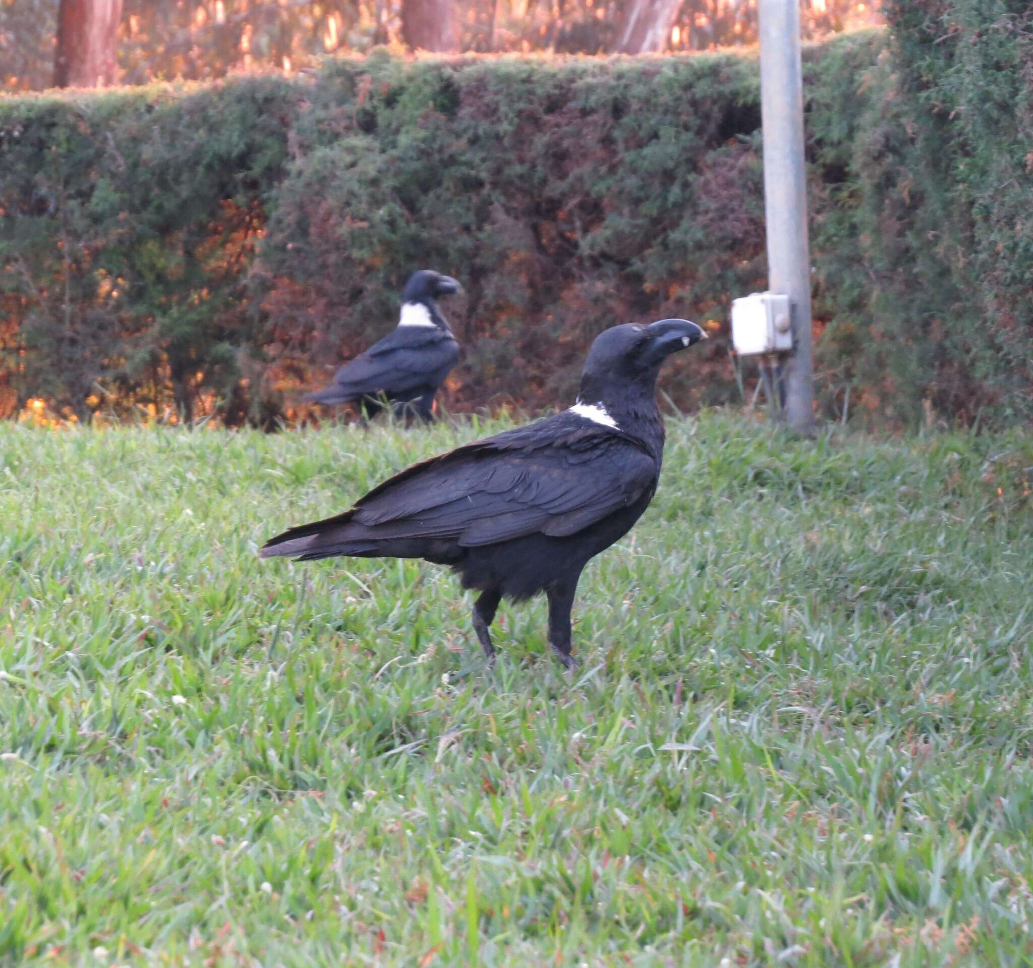 Image of White-necked Raven