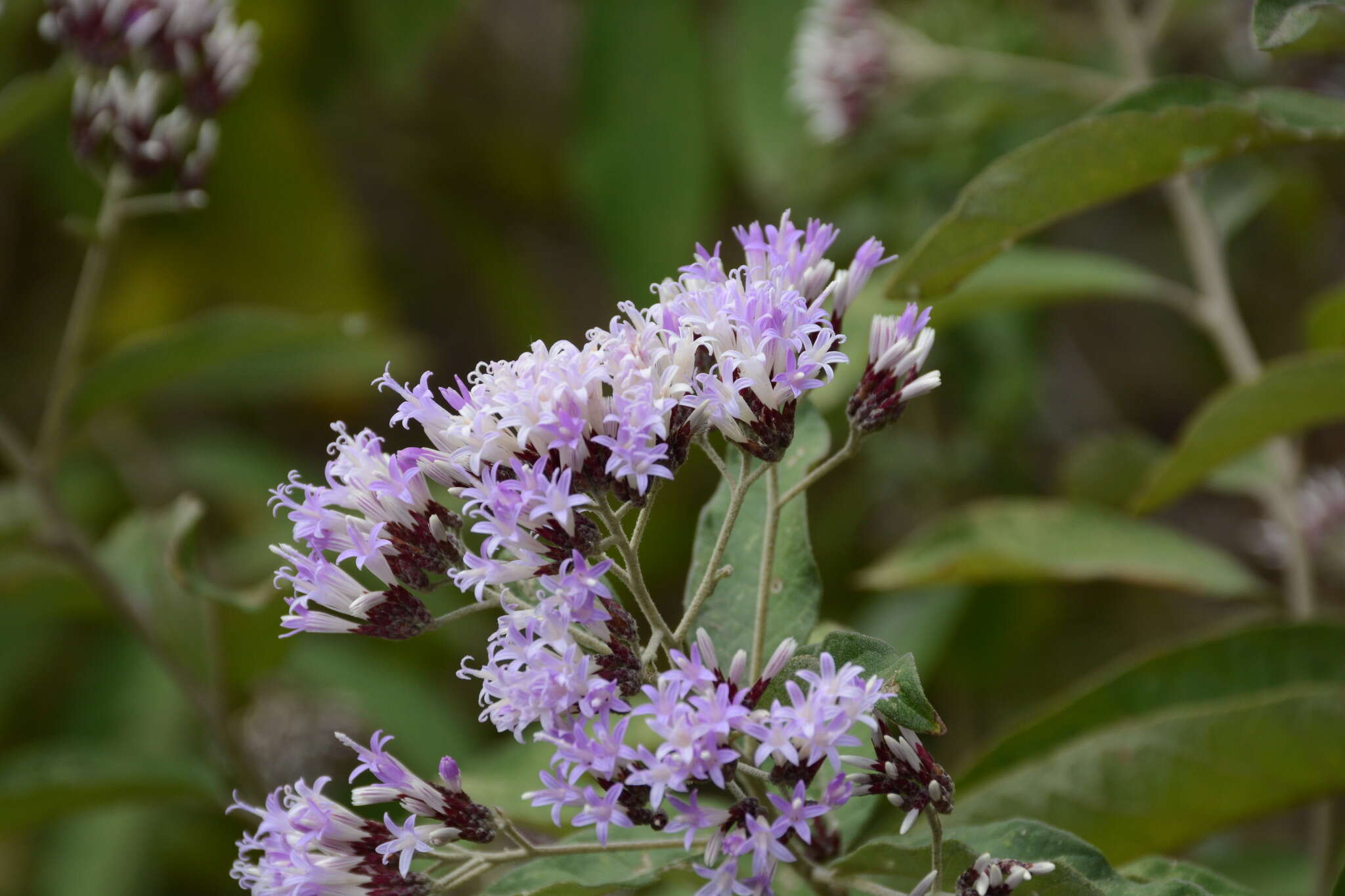 Eremosis tomentosa (La Llave & Lex.) Gleason resmi