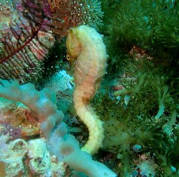 Image of Barbour's Seahorse