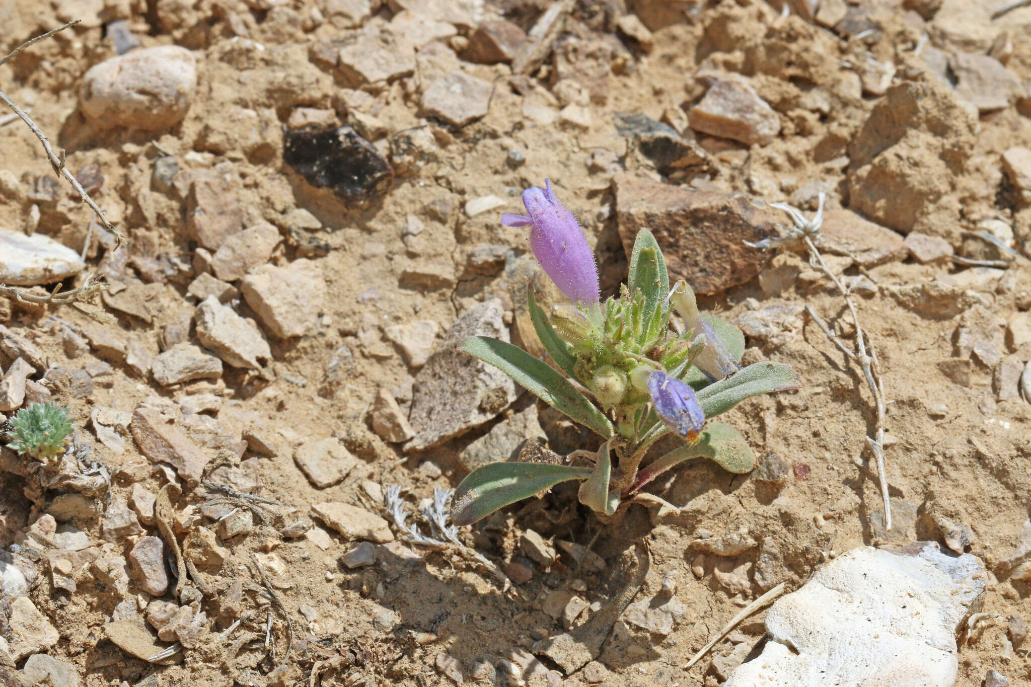 Image of Cleburn's penstemon