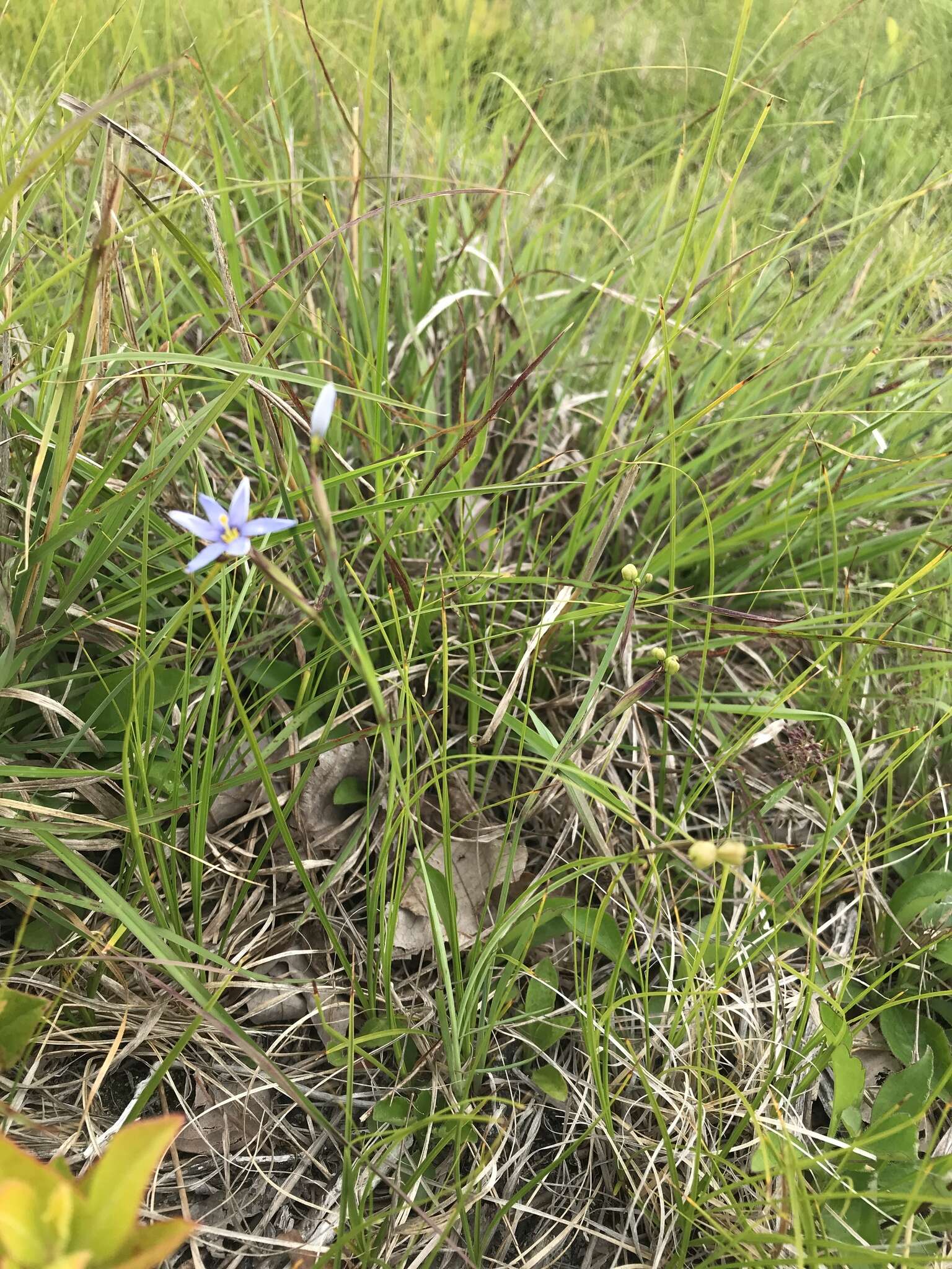 Image de Sisyrinchium fuscatum E. P. Bicknell