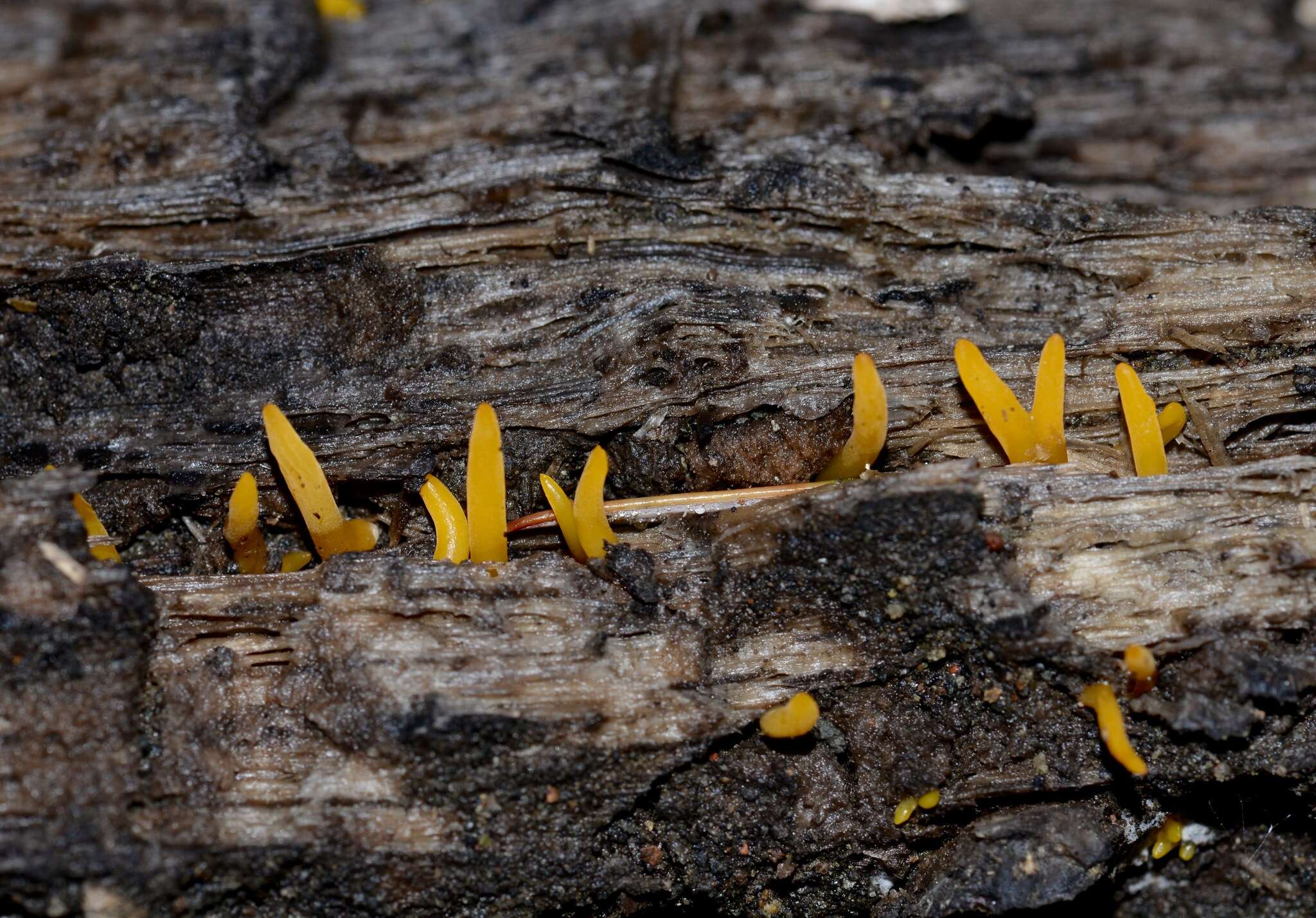 Image of Calocera cornea (Batsch) Fr. 1827