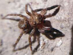 Image de Euophrys rufibarbis (Simon 1868)