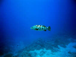 Imagem de Epinephelus tukula Morgans 1959