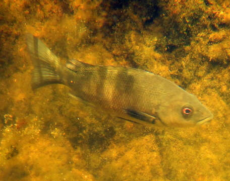 Image of Jenkin&#39;s sooty grunter