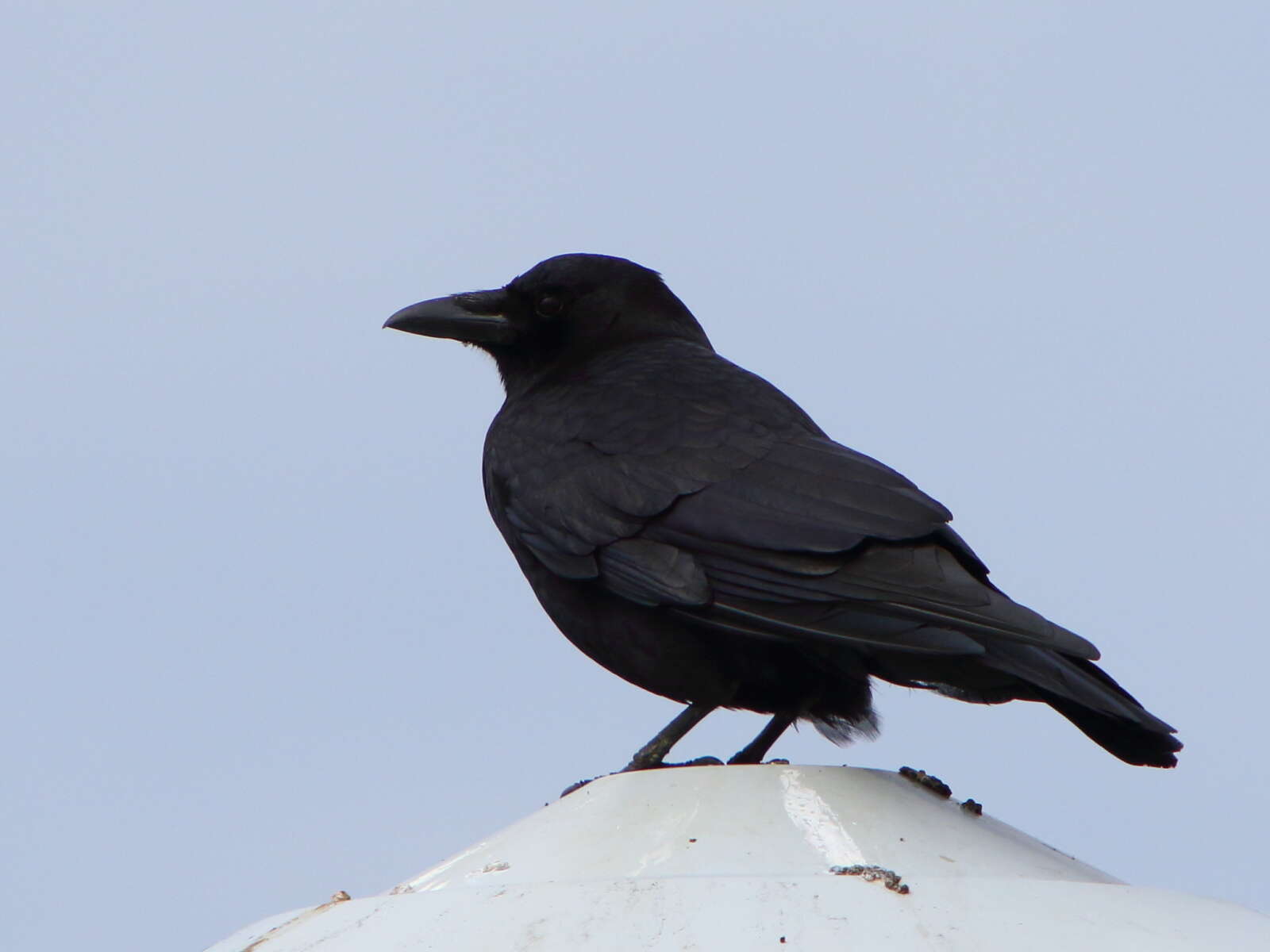 Image of Corvus brachyrhynchos caurinus Baird & SF 1858