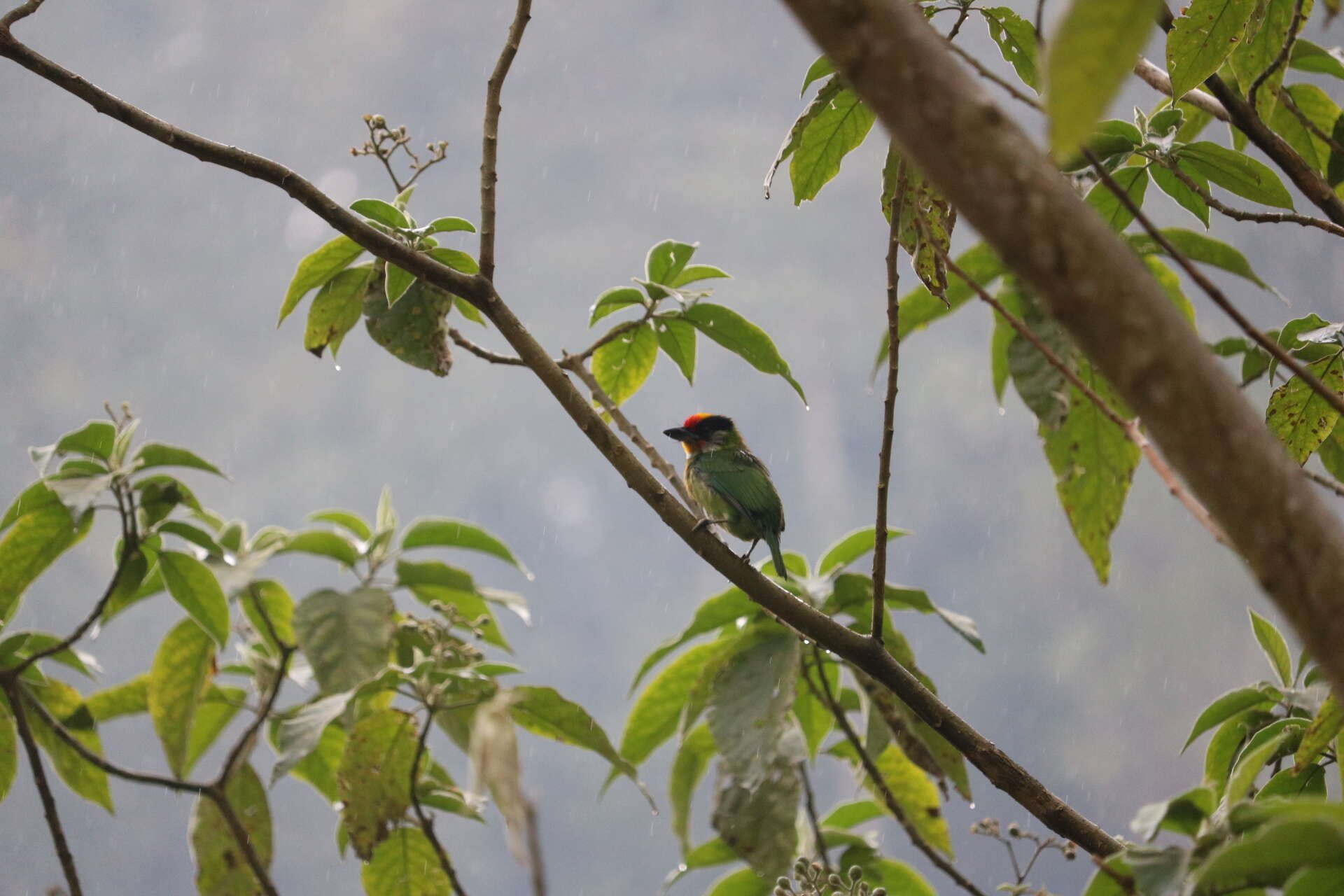 Image of Golden-throated Barbet