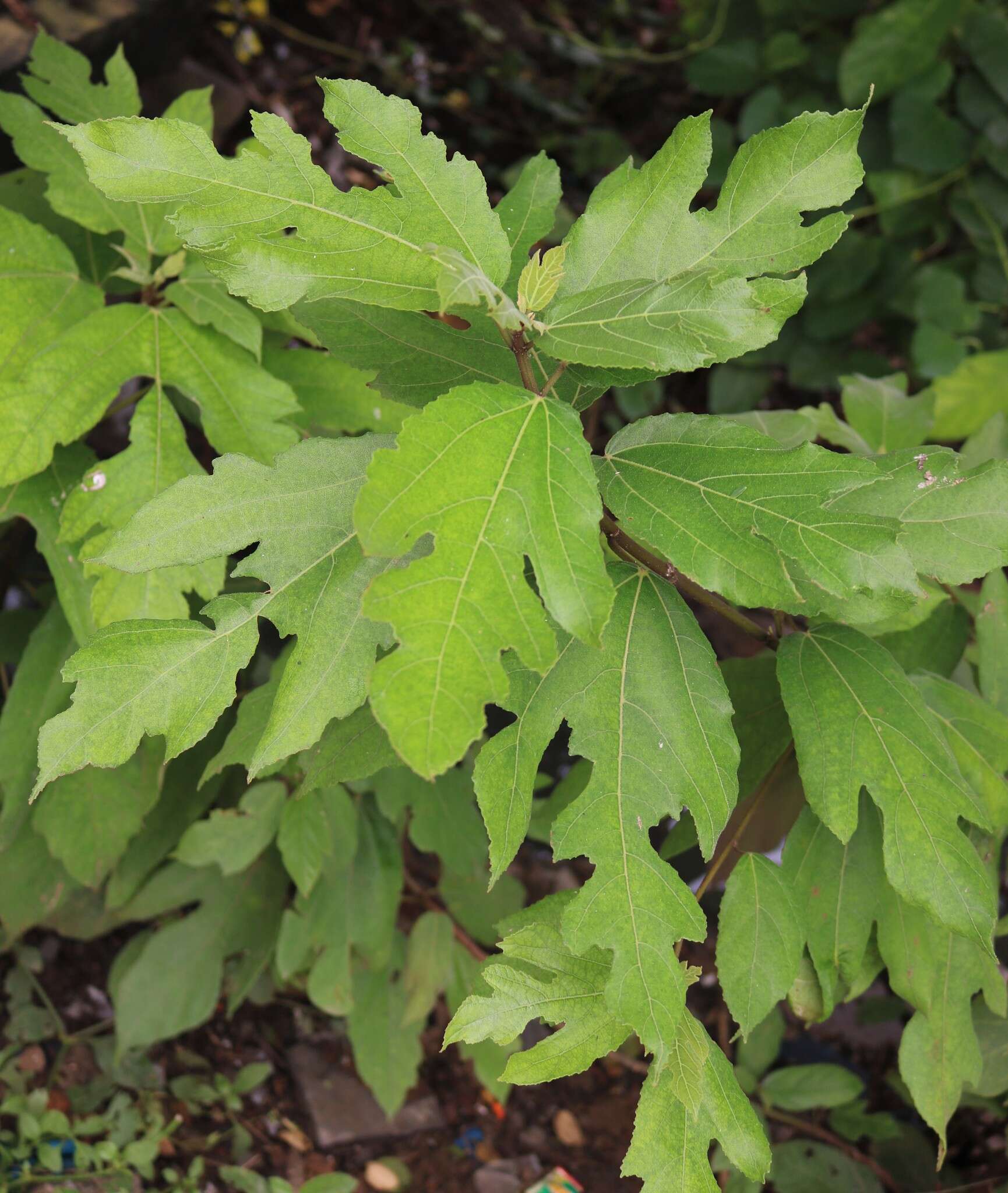 Ficus exasperata Vahl的圖片