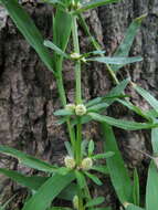 Image of sessile joyweed