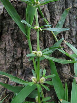 Imagem de Alternanthera sessilis (L.) DC.