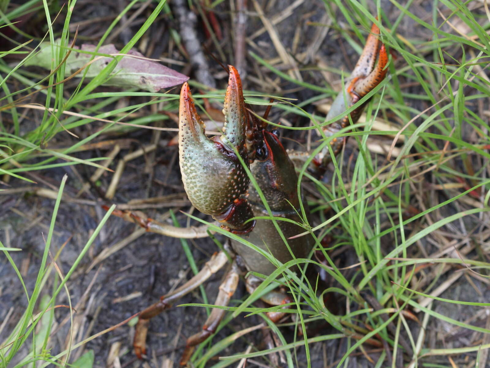 Image de <i>Lacunicambarus polychromatus</i>