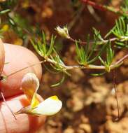 Image de Aspalathus bracteata Thunb.