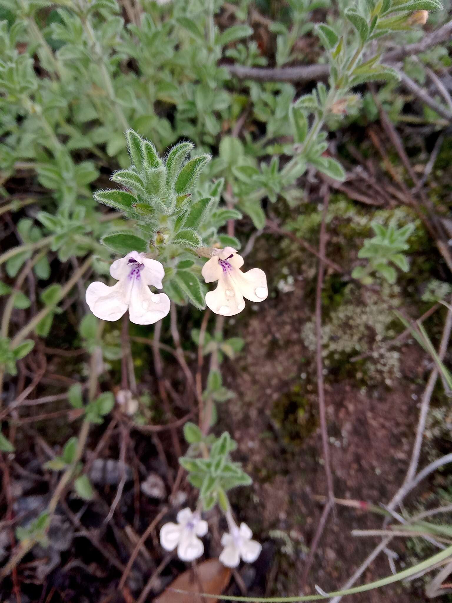 Imagem de Salvia axillaris Moc. & Sessé ex Benth.