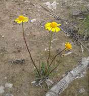 Imagem de Helenium drummondii H. Rock