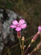 Слика од Dianthus pungens subsp. brachyanthus (Boiss.) Bernal, Fernández Casas, G. López, M. Laínz & Muñoz Garmendia