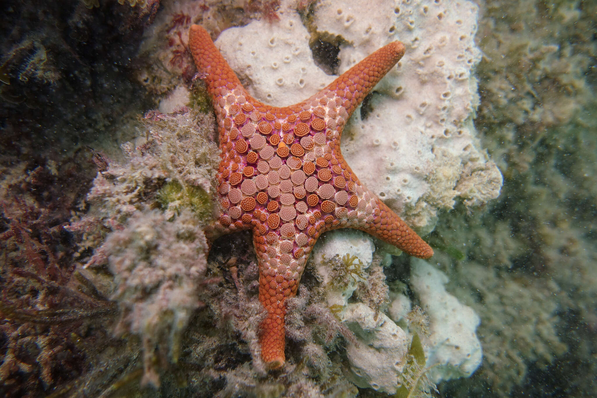 Nectria ocellata Perrier 1875 resmi