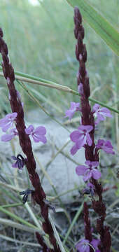 Imagem de Striga gesnerioides (Willd.) Vatke