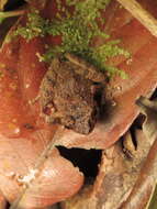 Image of Philautus disgregus Inger 1989