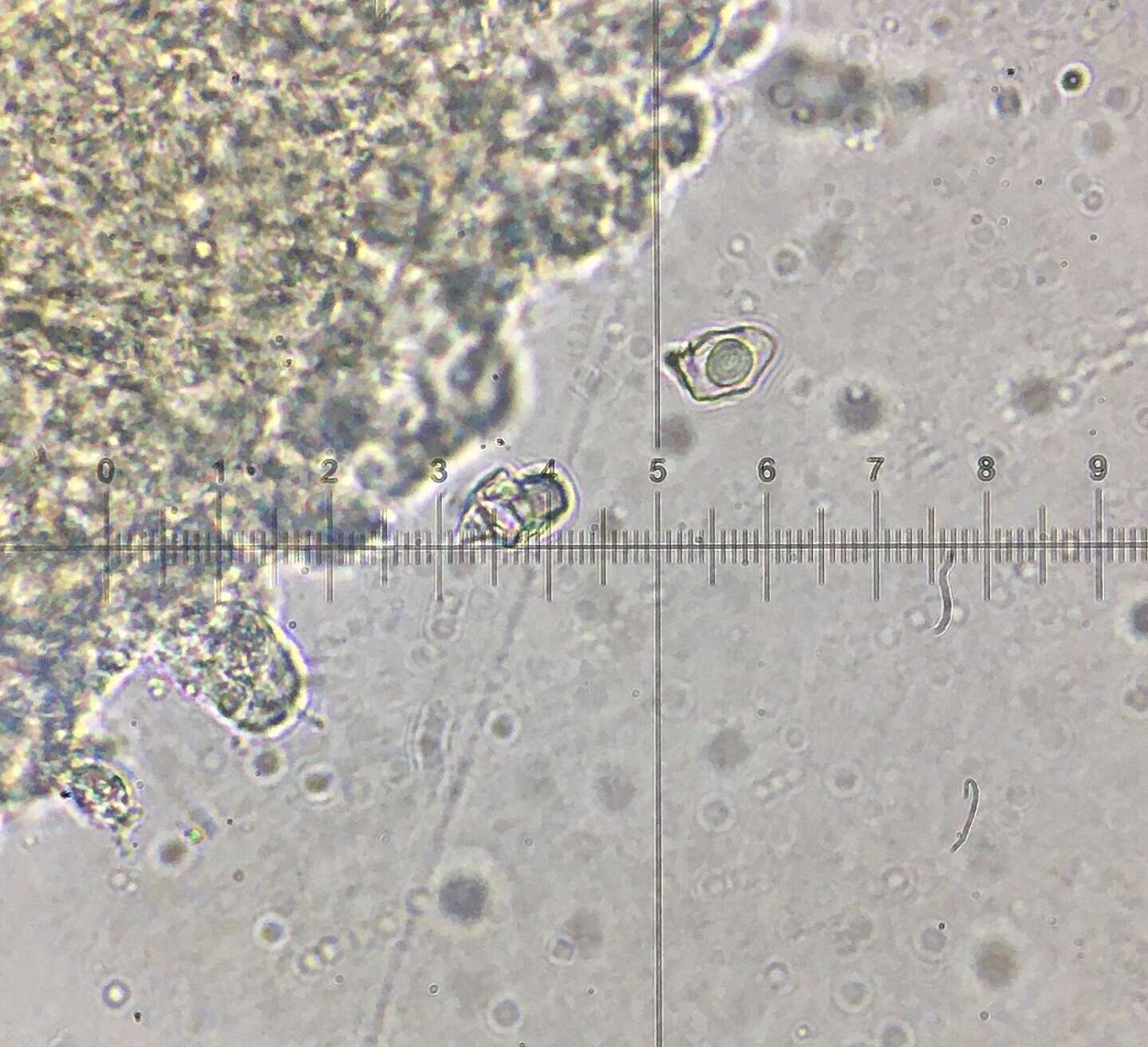 Image of Entoloma albinellum (Peck) Hesler 1967